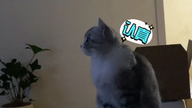 女生小猫咪游戏大全(图2) 女生小猫咪游戏大全(图2)
