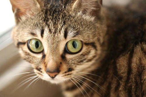 女生小猫咪游戏大全(图1) 女生小猫咪游戏大全(图1)