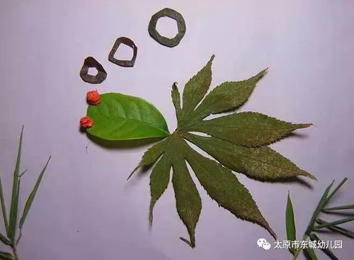 有关于树叶的游戏,探索自然的绿色奥秘(图1) 有关于树叶的游戏,探索自然的绿色奥秘(图1)