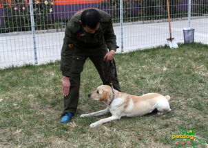 训犬师游戏,解锁狗狗潜能的奇幻旅程(图2) 训犬师游戏,解锁狗狗潜能的奇幻旅程(图2)