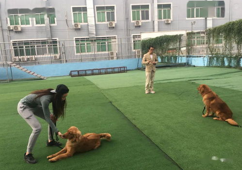训犬师游戏,解锁狗狗潜能的奇幻旅程(图3) 训犬师游戏,解锁狗狗潜能的奇幻旅程(图3)