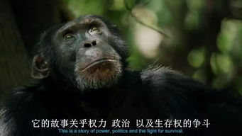 猩猩的游戏(图2) 猩猩的游戏(图2)