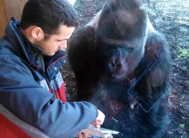 猩猩吃人游戏(图1)