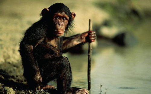 猩猩吃人游戏(图2)