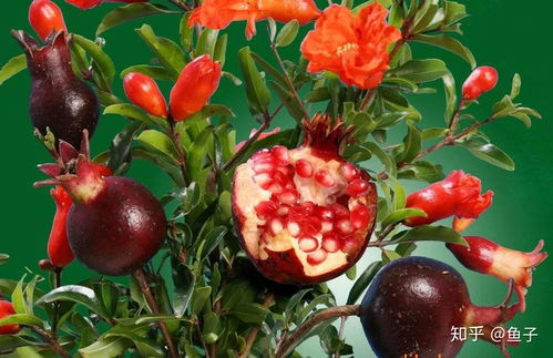 石榴熟了网吧打游戏,网吧里的青春电竞时光(图2) 石榴熟了网吧打游戏,网吧里的青春电竞时光(图2)