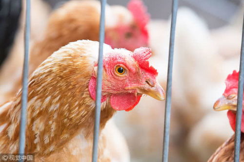 小猪卤鸡游戏,解锁美食世界的奇幻之旅(图3) 小猪卤鸡游戏,解锁美食世界的奇幻之旅(图3)