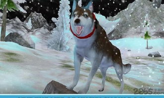 哈士奇萌宠屋 (图3) 哈士奇萌宠屋 (图3)