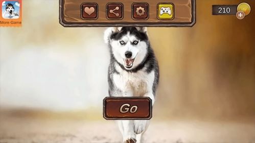 哈士奇萌宠屋 (图1) 哈士奇萌宠屋 (图1)